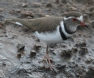 [Three-banded Plover]