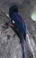 [Violet Woodhoopoe]