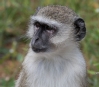 [Vervet Monkey]