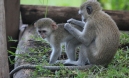 [Vervet Monkey]