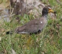 [Wattled Lapwing]