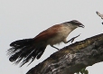 [White-browed Coucal]
