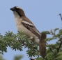 [White-browed Sparrow-Weaver]