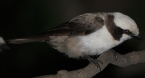 [White-crowned Shrike]
