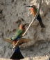 [White-fronted Bee-Eater]