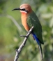 [White-fronted Bee-Eater]