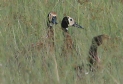 [White-faced Whistling-Duck]