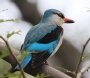 [Woodland Kingfisher]