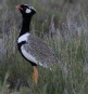 [White-quilled Bustard]