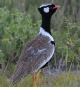 [White-quilled Bustard]