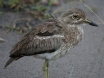 [Water Thick-Knee]