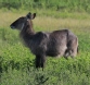 [Waterbuck]