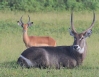 [Waterbuck]