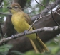 [Yellow-bellied Greenbul]