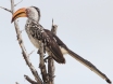 [Yellow-billed Hornbill]