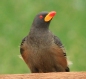[Yellow-billed Oxpecker]