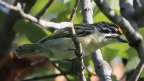 [Yellow-fronted Tinkerbird]