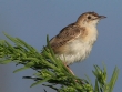 [Zitting Cisticola]