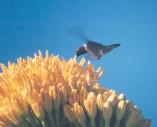 [Black-chinned Hummingbird]