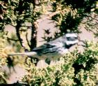 [Black-throated gray Warbler]