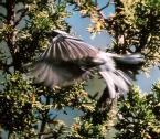 [Black-throated gray Warbler]