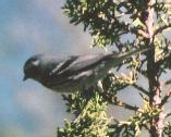 [Black-throated gray Warbler]