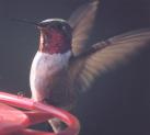 [Broad-tailed Hummingbird]