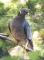 [Band-tailed Pigeon]