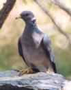 [Band-tailed Pigeon]