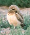 [Burrowing Owl (young)]