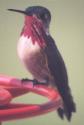 [Calliope Hummingbird]