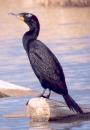 [Double-crested Cormorant]