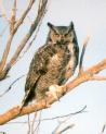 [Great horned Owl]