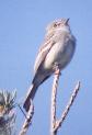 [Grey Flycatcher]