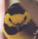 [Hooded Warbler]