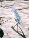 [Little blue Heron]