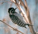 [Ladderback Woodpecker]