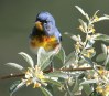 [Northern Parula]