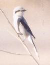 [Northern Shrike]