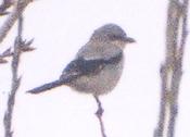 [Northern Shrike]