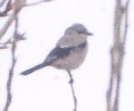 [Northern Shrike]