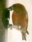 [Red Crossbill]