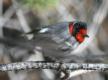 [Red-faced Warbler]