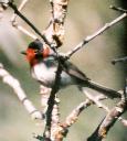 [Red-faced Warbler]