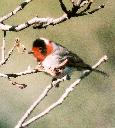 [Red-faced Warbler]