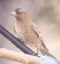 [Brown-capped Rosy Finch]