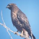 [Red-tailed Hawk]