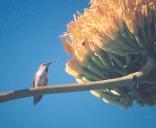 [female Rufous Hummingbird]