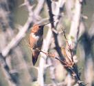 [male Rufous Hummingbird]