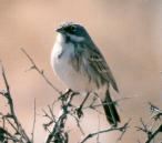 [Sage Sparrow]